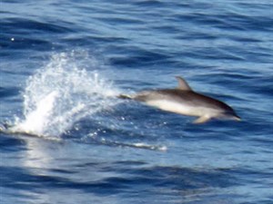 Atlantic Spotted Dolphin - Stenella frontalis © John Muddeman